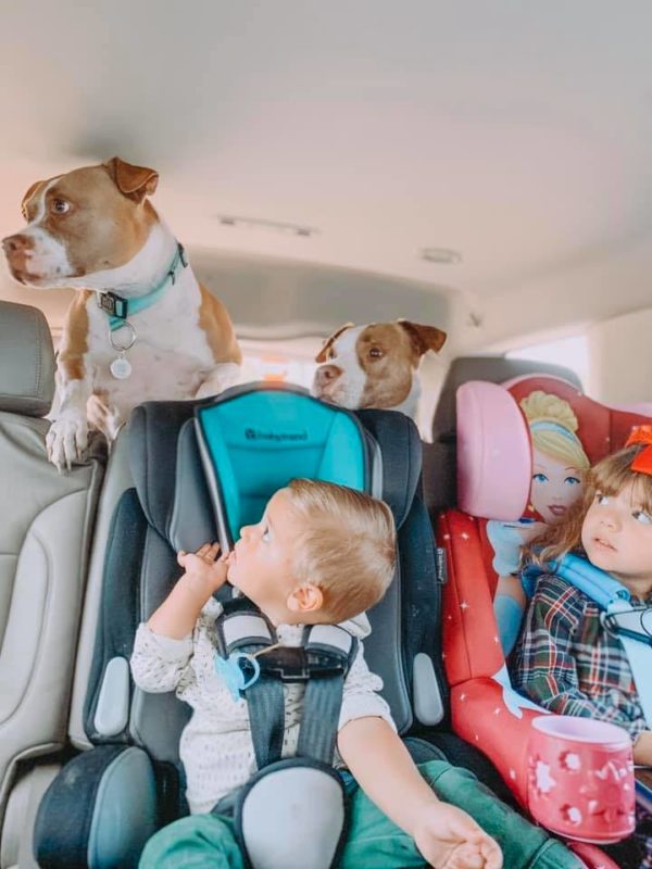 Fur Babies: Introducing Them to Our Newborns Dianna Hill Contributor Miami Mom Collective