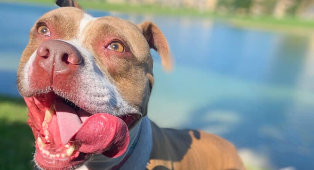 Fur Babies: Introducing Them to Our Newborns Dianna Hill Contributor Miami Mom Collective