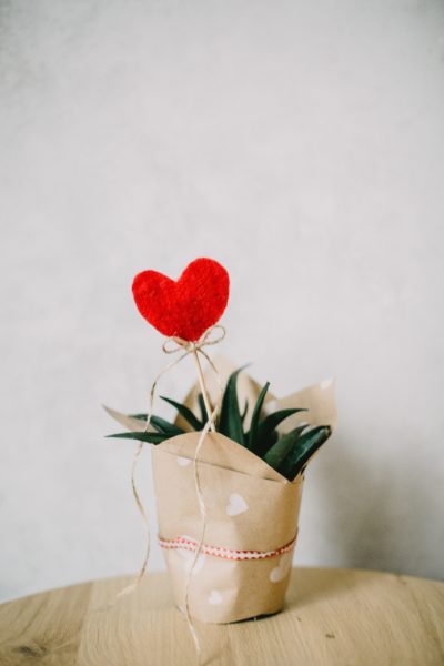Image: A potted plant, wrapped like a gift