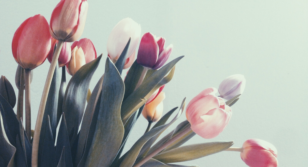 Image: A bouquet of multicolored tulips