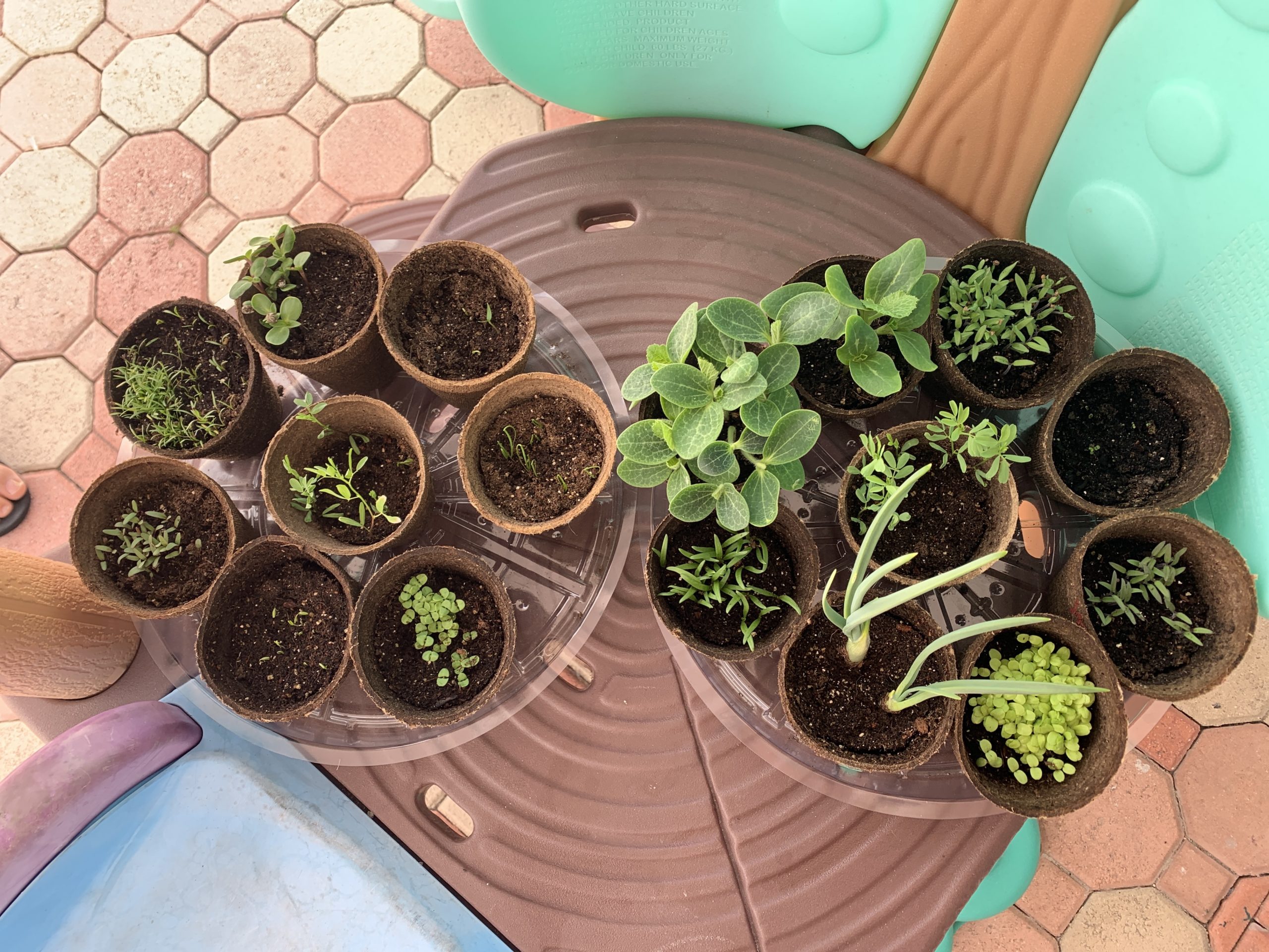 Horta caseira: atividade educativa e divertida para fazer com as crianças - MIami Moms Blog - Renata Brissi