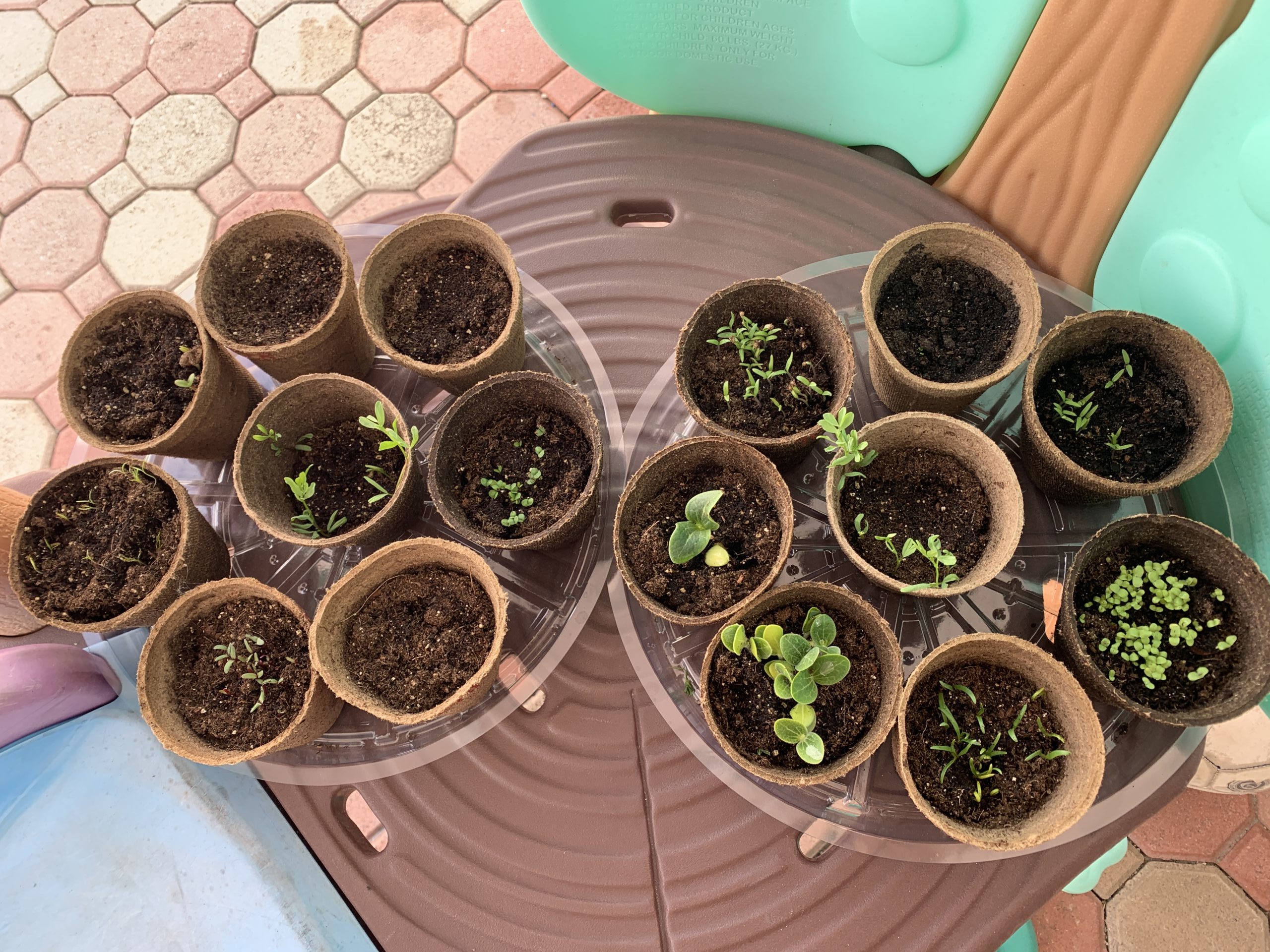 Horta caseira: atividade educativa e divertida para fazer com as crianças - MIami Moms Blog - Renata Brissi