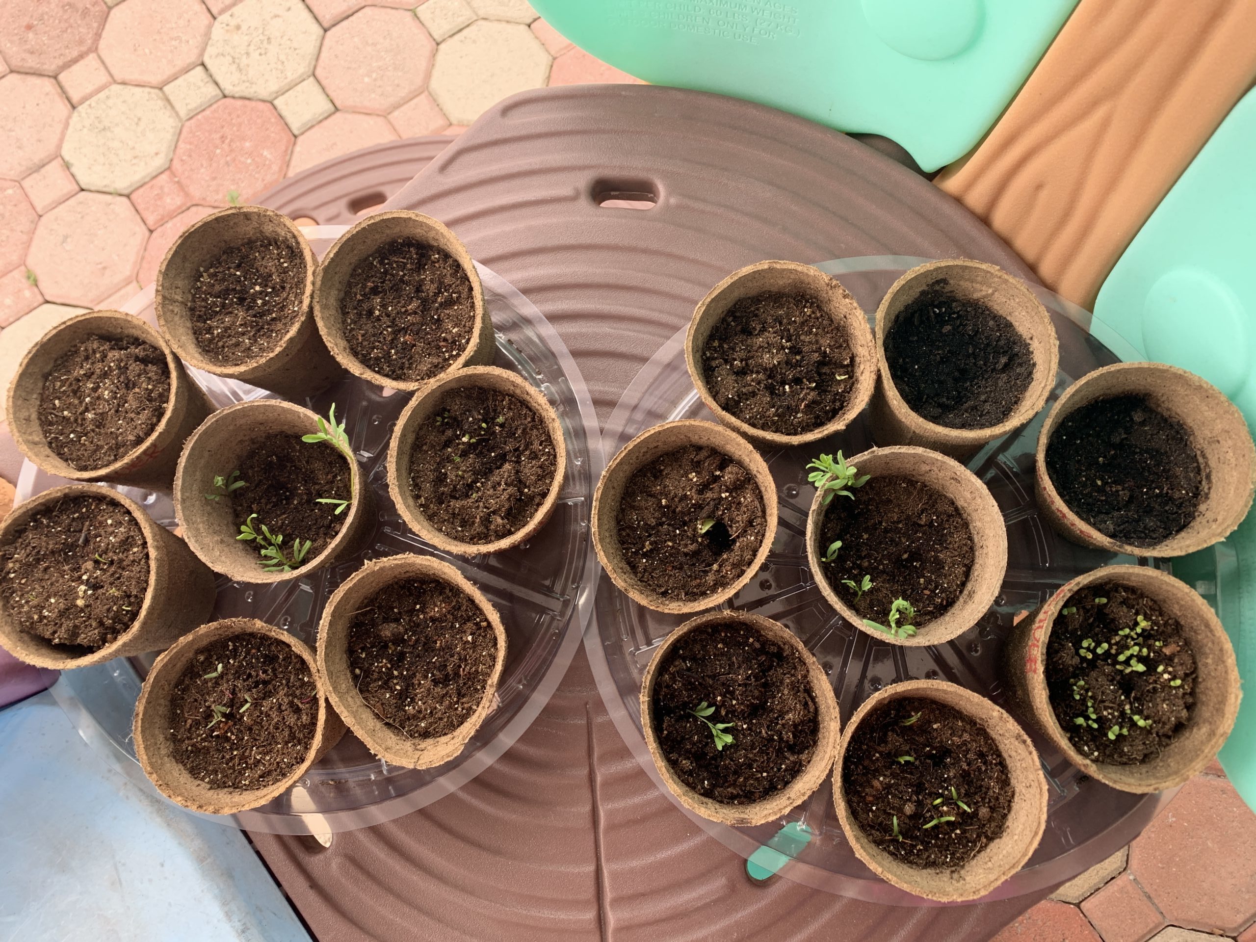 Horta caseira: atividade educativa e divertida para fazer com as crianças - MIami Moms Blog - Renata Brissi