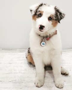 Puppy Survival: Welcoming the New Member of the Family Ailyn Quesada Contributor Miami Moms Blog