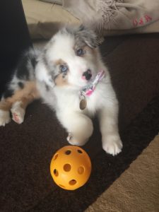 Puppy Survival: Welcoming the New Member of the Family Ailyn Quesada Contributor Miami Moms Blog