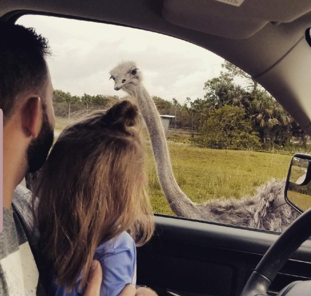 Lion Country Safari Ostrich Ailyn Quesada Contributor Miami Moms Blog