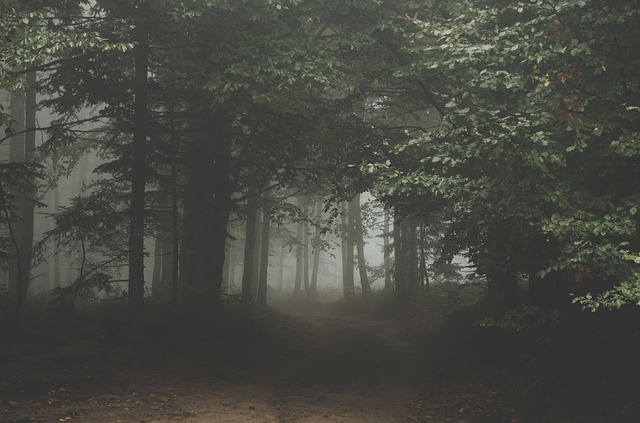 forest It Takes A Village: Finding Mine Through Seasons of Mothering Keren Campbell Contributor Miami Moms Blog