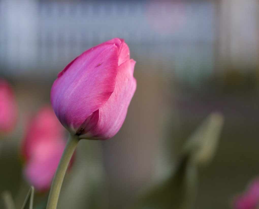 Tulip Mothers Day: Redefining and Embracing Family Traditions Becky Gonzalez Contributor Miami Moms Blog