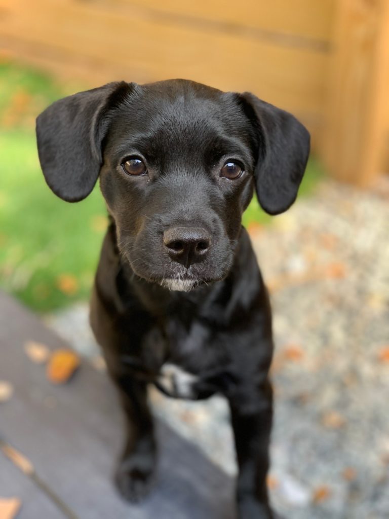 Getting a Puppy: All the Things You Need to Know Before You Do Nicole Santamaria Contributor Miami Moms Blog