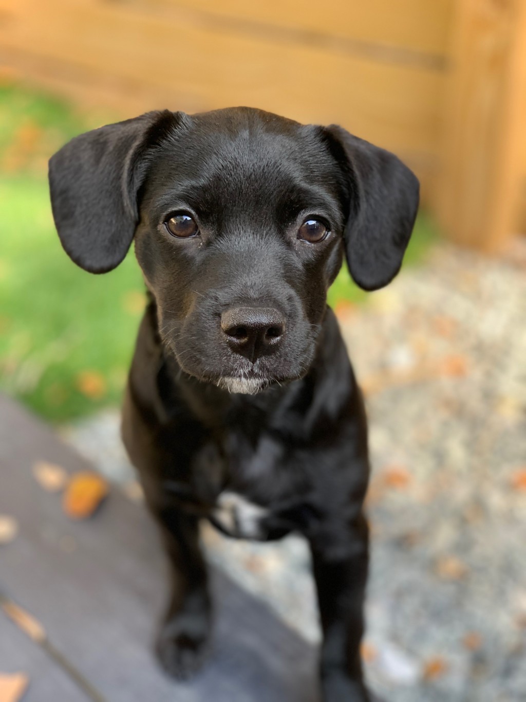 Getting a Puppy: All the Things You Need to Know Before You Do sake Getting a Puppy: All the Things You Need to Know Before You Do Nicole Santamaria Contributor Miami Moms Blog