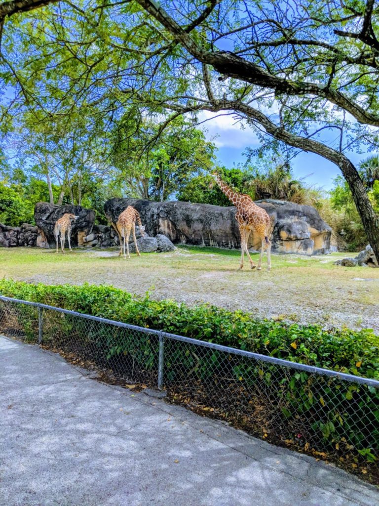 Giraffes Zoo Miami Winter Fun: Rediscover Miami in the Cold Mariela Bonomi Contributor Miami Moms Blog