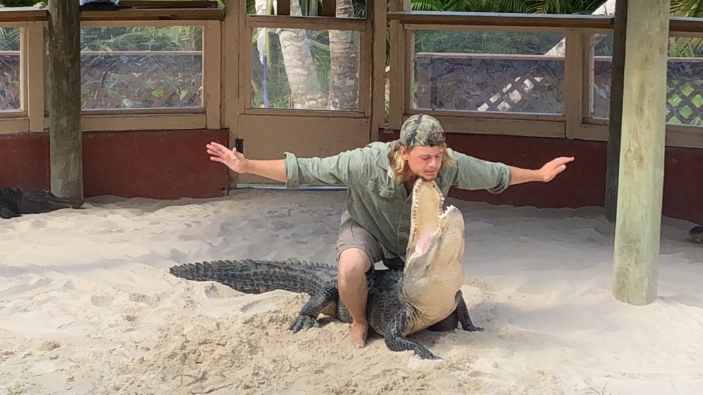 Reptile Riff performs with an alligator during a wildlife show at Miccosukee Indian Village