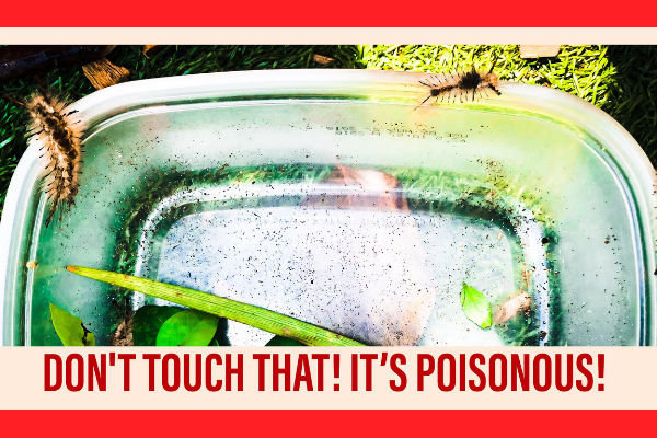 Four Caterpillars in Miami that Actually ARE Poisonous Four Caterpillars in Miami that actually are poisonous miami moms blog