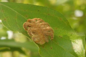 Four Caterpillars in Miami that Actually ARE Poisonous