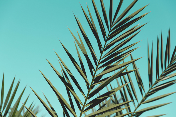 5 Reasons to Love Coconut Grove Miami Moms Blog