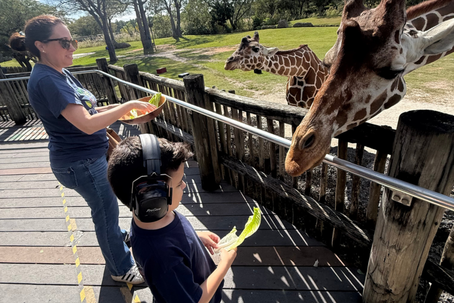 Image: A child wearing noise reduction headphones is feeding a giraffe a large lettuce leaf.