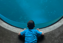 Image: A child with sensory needs is gazing into a large marine life exhibit in the science museum during their sensory friendly time.