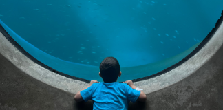Image: A child with sensory needs is gazing into a large marine life exhibit in the science museum during their sensory friendly time.