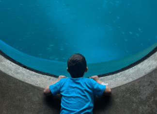 Image: A child with sensory needs is gazing into a large marine life exhibit in the science museum during their sensory friendly time.