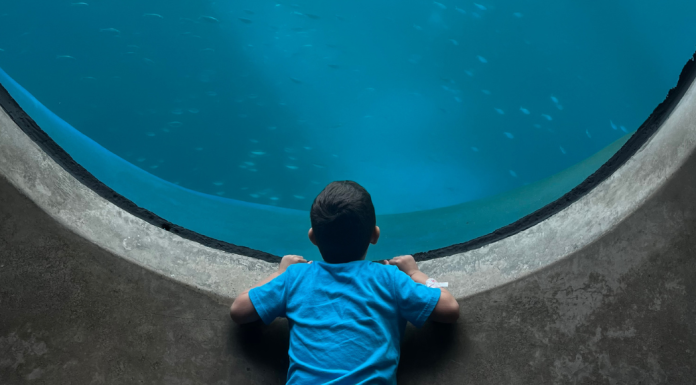 Image: A child with sensory needs is gazing into a large marine life exhibit in the science museum during their sensory friendly time.