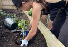 Image: A student plants a blackberry plant in a new school garden