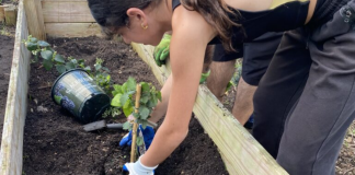 Image: A student plants a blackberry plant in a new school garden