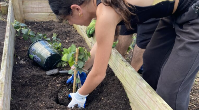 Image: A student plants a blackberry plant in a new school garden